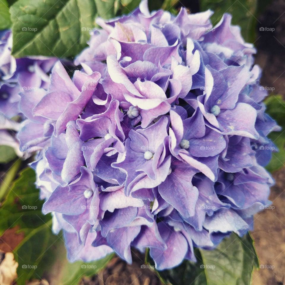vibrant purple flower