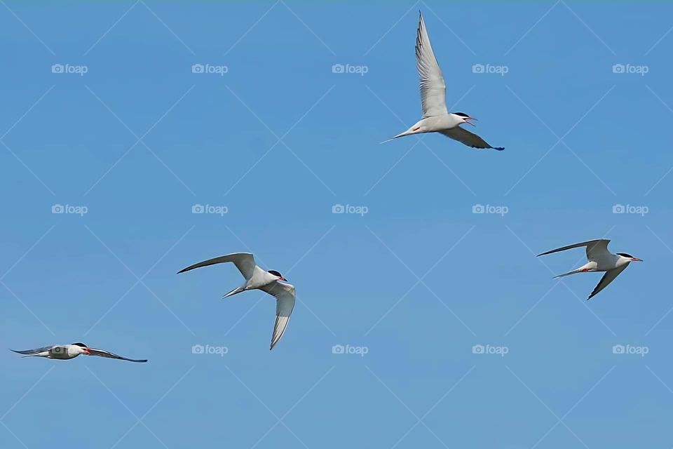 Close up on four Common Terns in full flying motion over the Gâvres sea under a bright blue sky