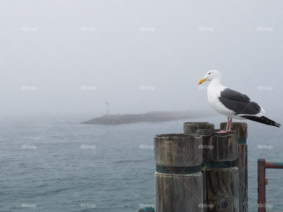 the early gull gets the chovy ( Redondo beach Ca)