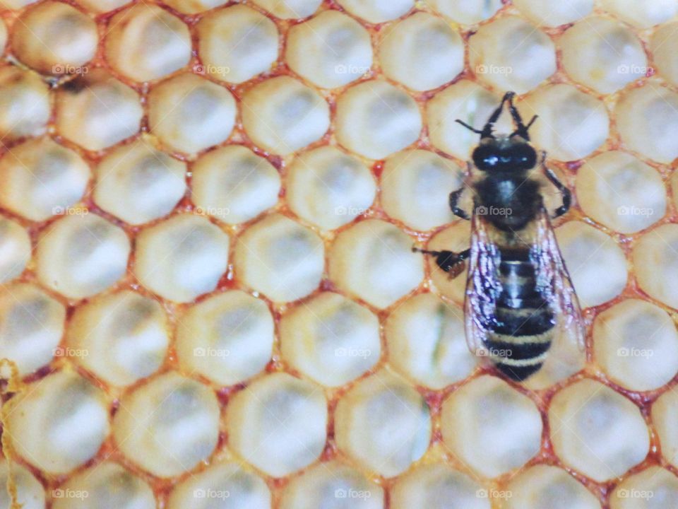 Wasp bee working in honeycomb 