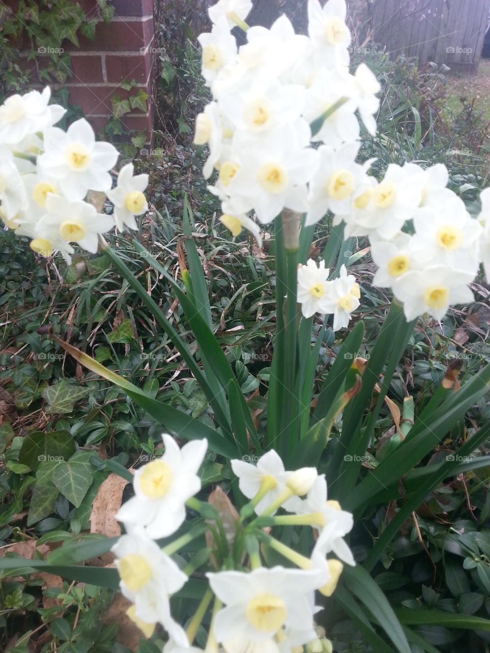Beautiful spring narcissus daffodil flowers in cream with yellow Center in spring garden. 