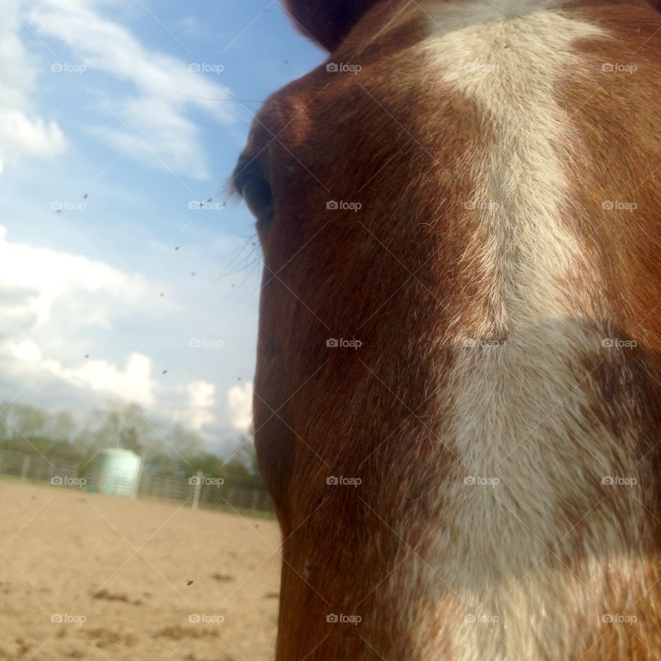 Sweet girly girl had some flies all up in her face! (;