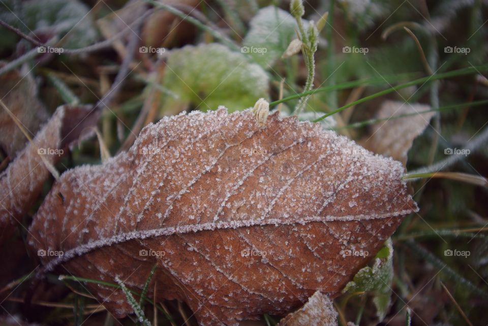 Frozen leaf