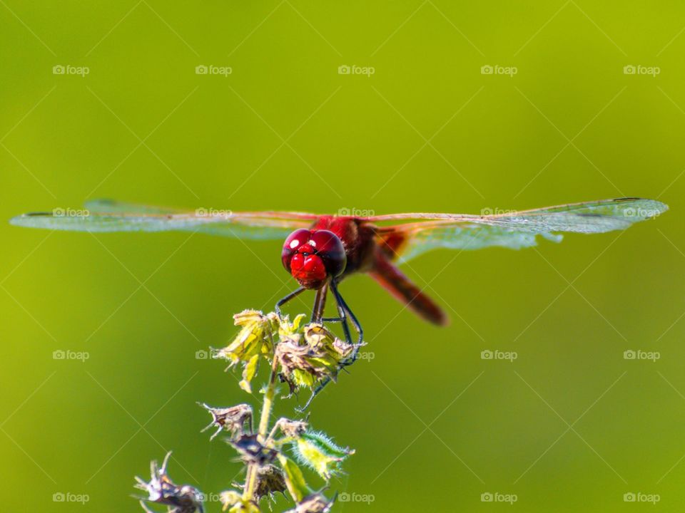 Blood-Red dragonfly