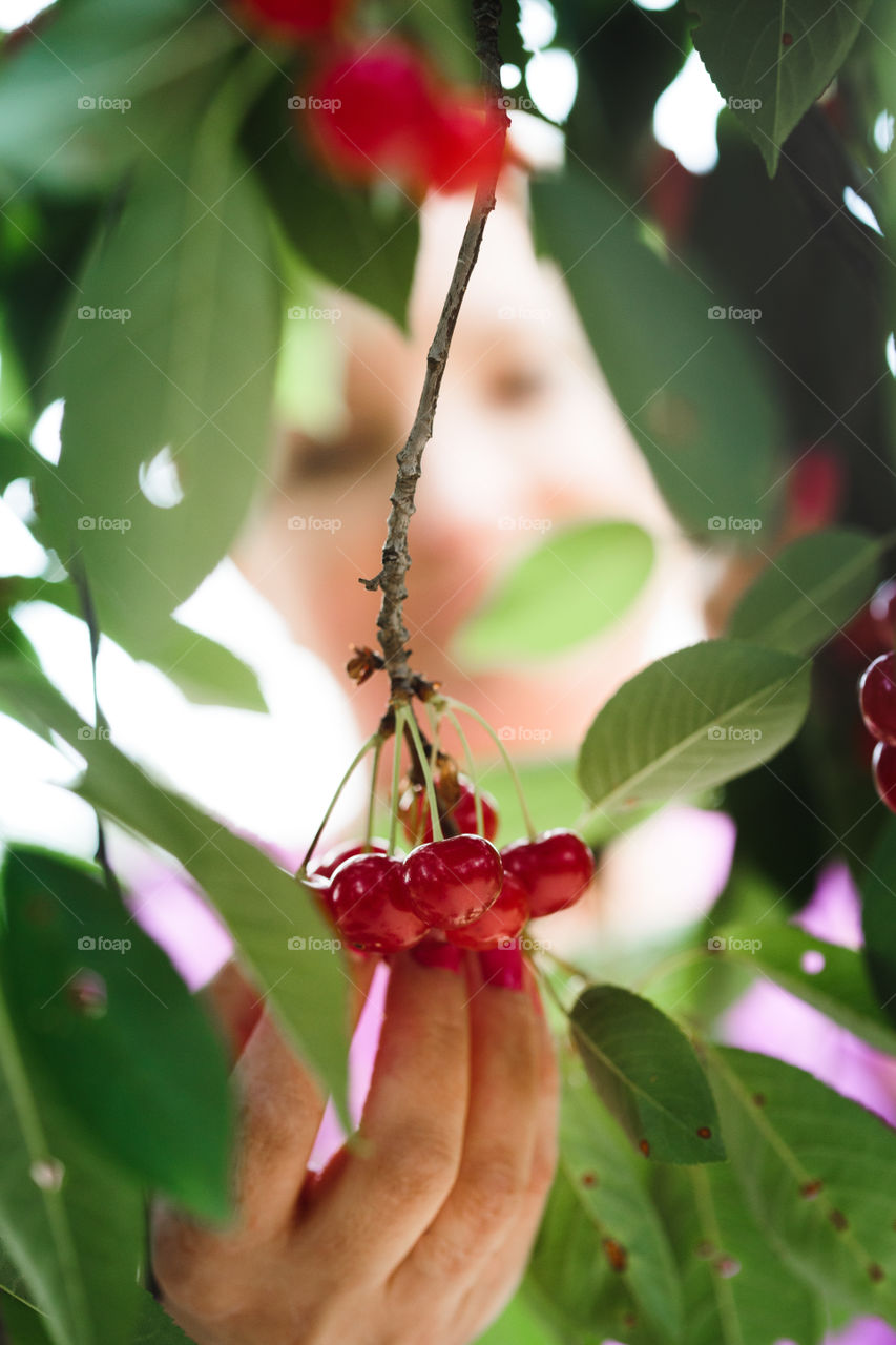 Woman picking cherry berries from tree