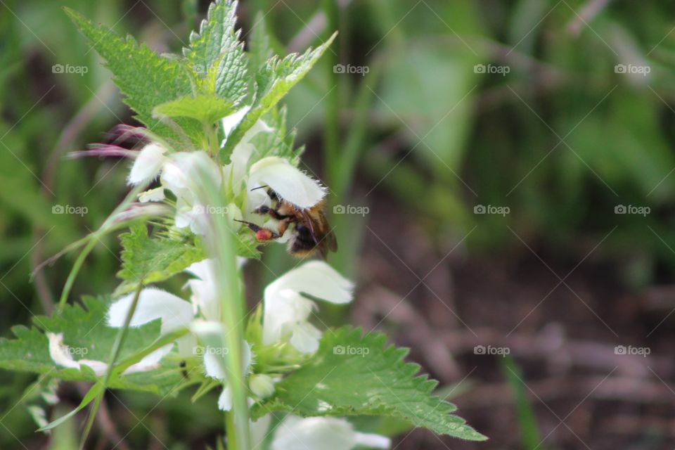 Bee. It's really summery and I saw this bee in the field outside the back of my house 🌚 I though it looked really good so ya know :) x 