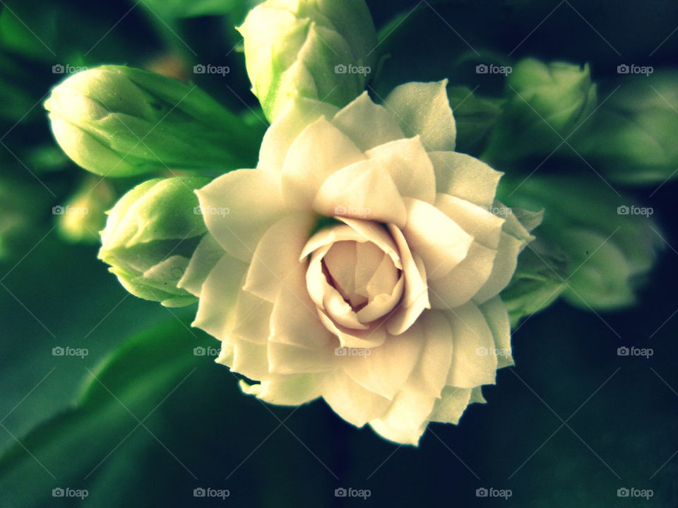 green flowers flower macro by bubu