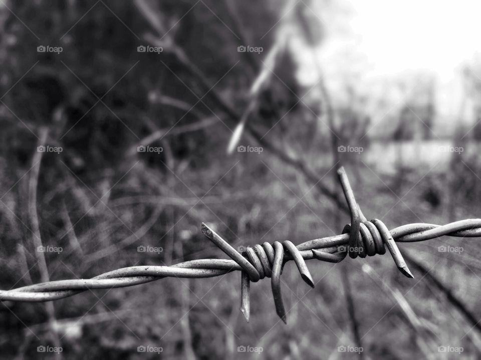 barbed wire
