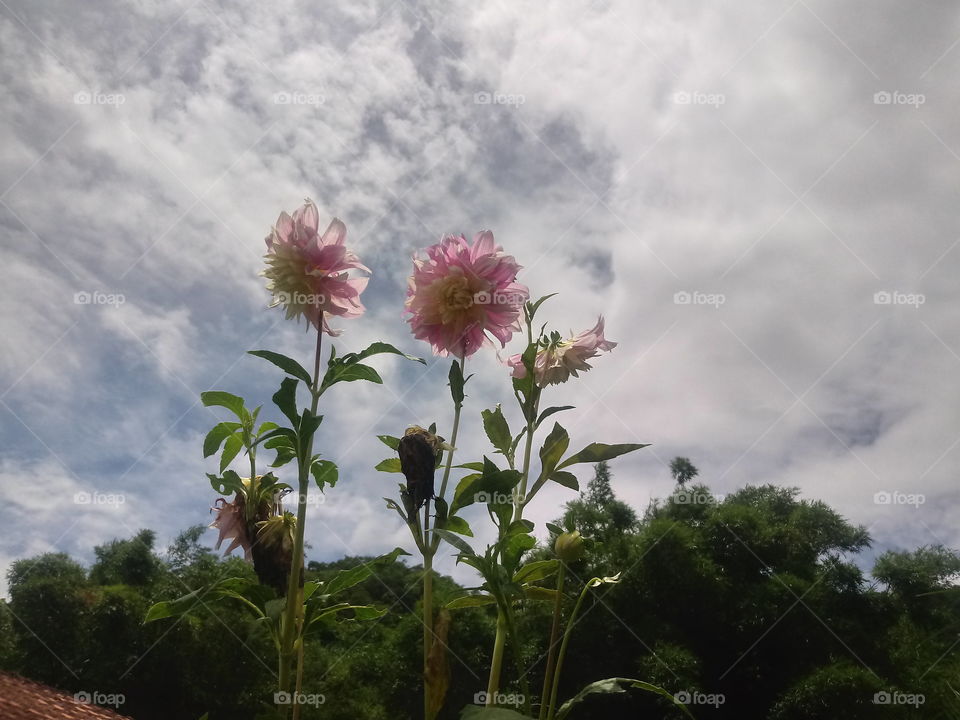 FLOWERS, NATURE, GARDEN, DAHLIA.