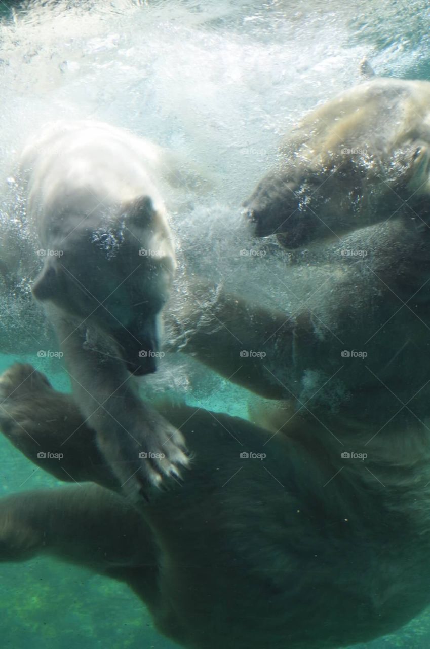 Polar bear fight. Polar bears mid fight underwater
