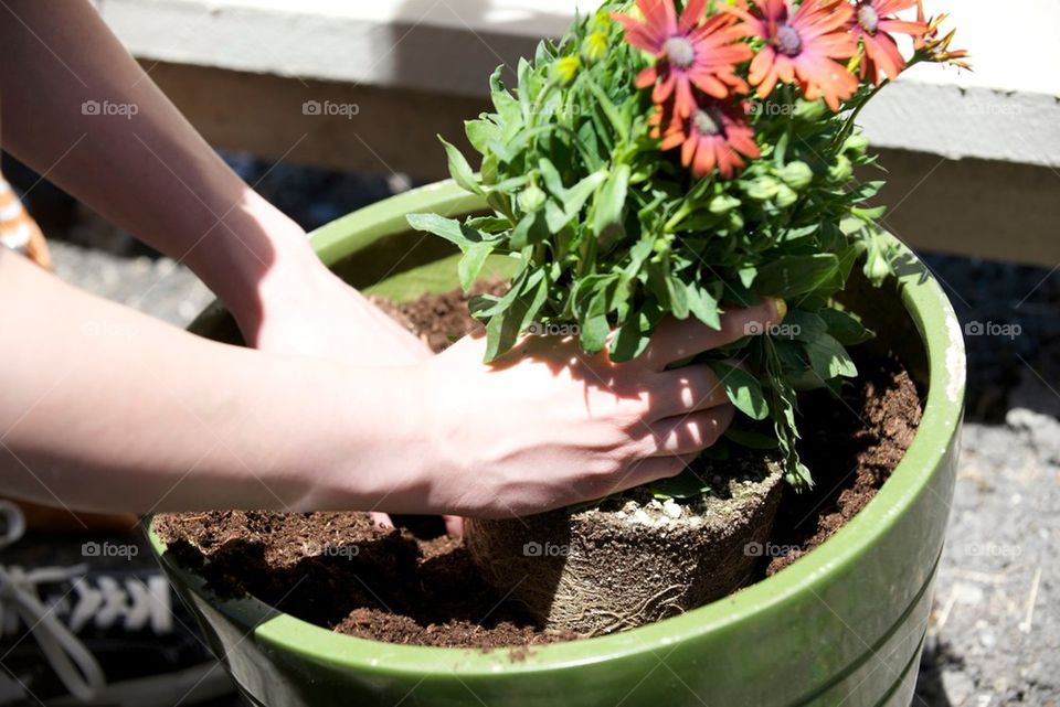 Potting a plant