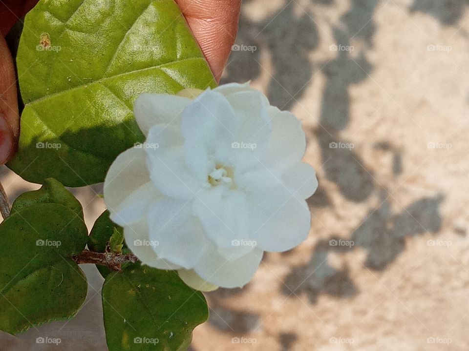 beautiful white arabian jasmine mogra flower in our garden