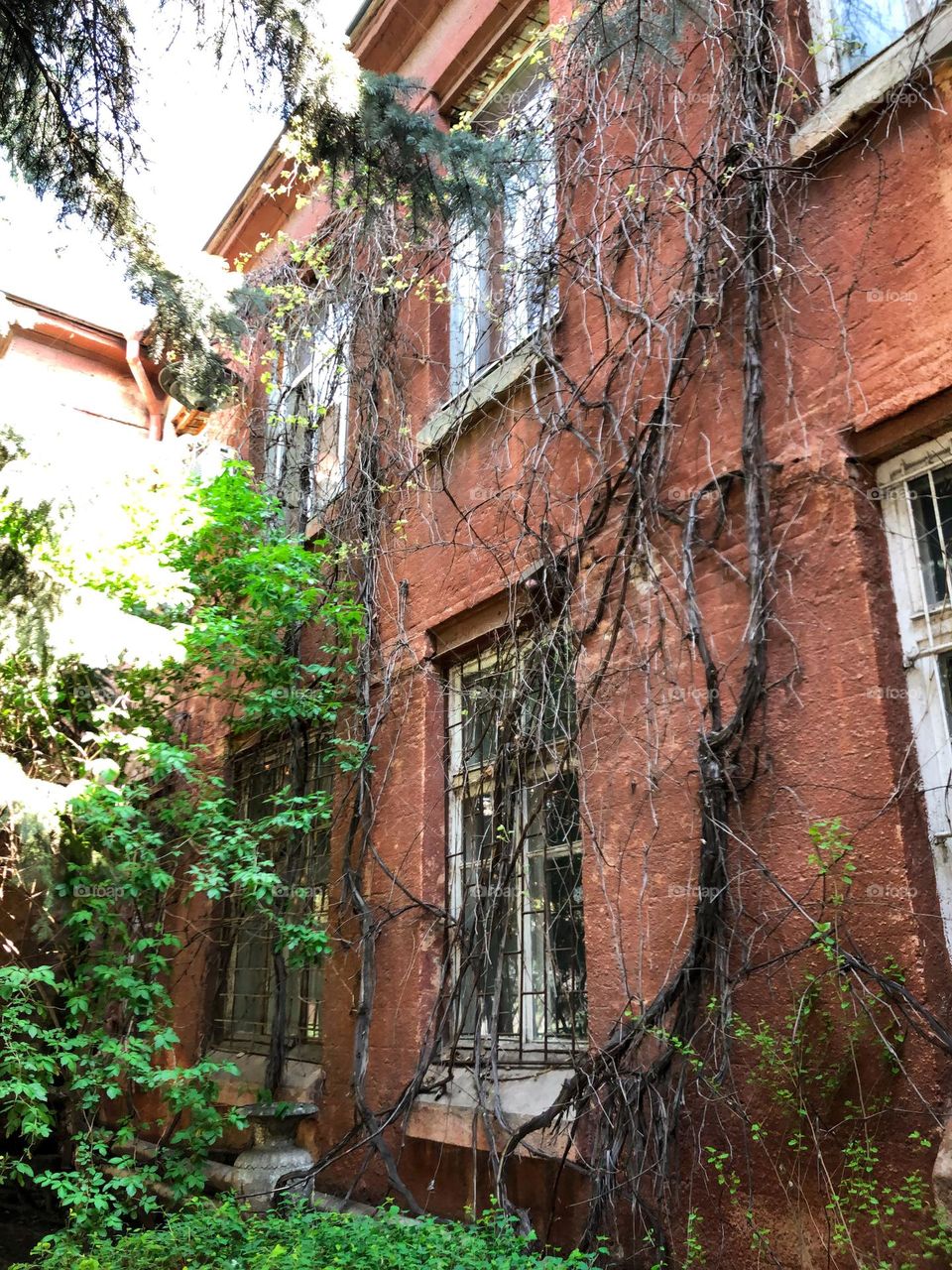 Plant on a red building of University 