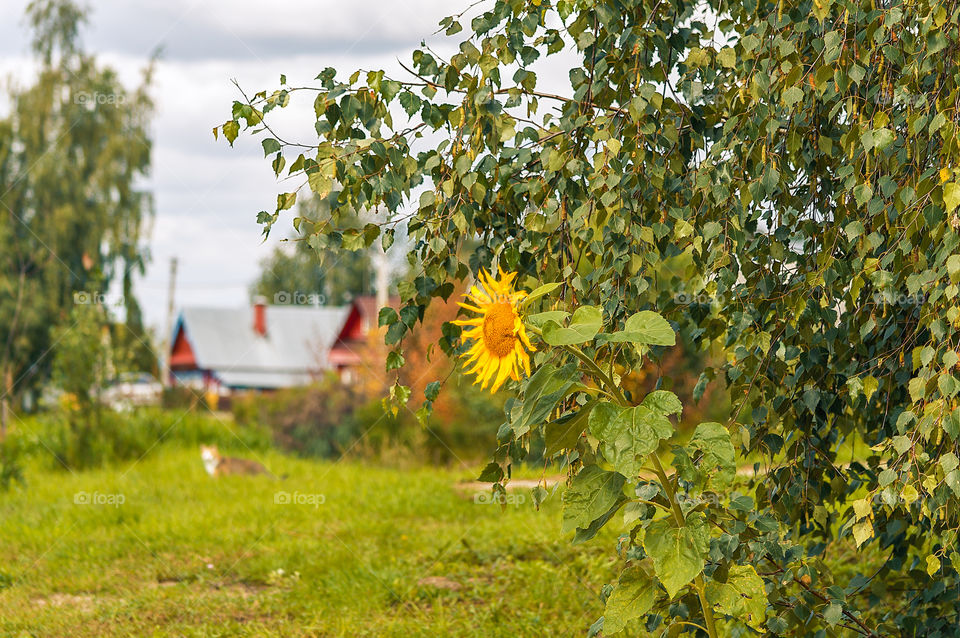 Girasol in the village near the road, sunflower