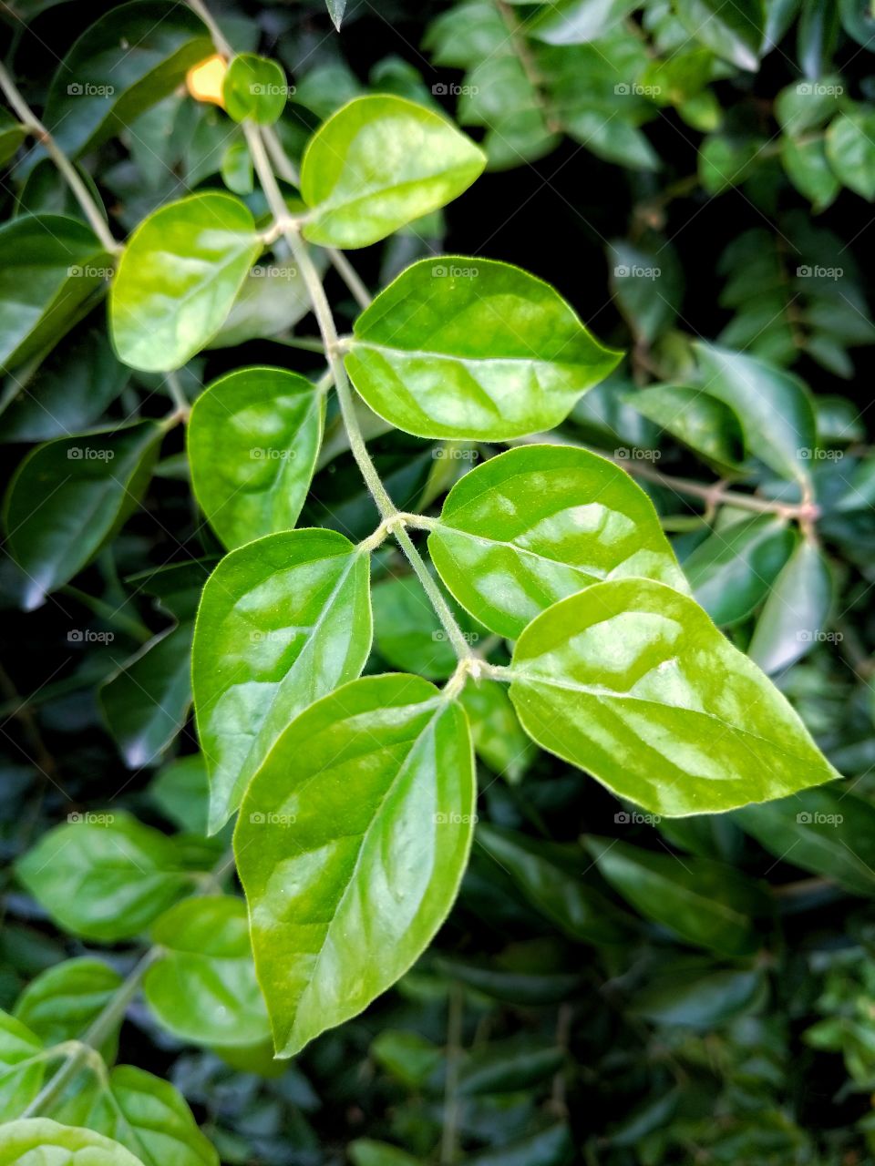 Night-blooming jasmine leaf