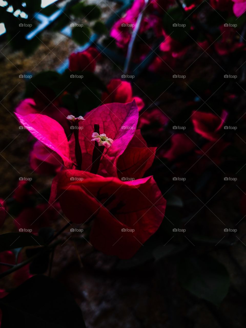 Red_Flower