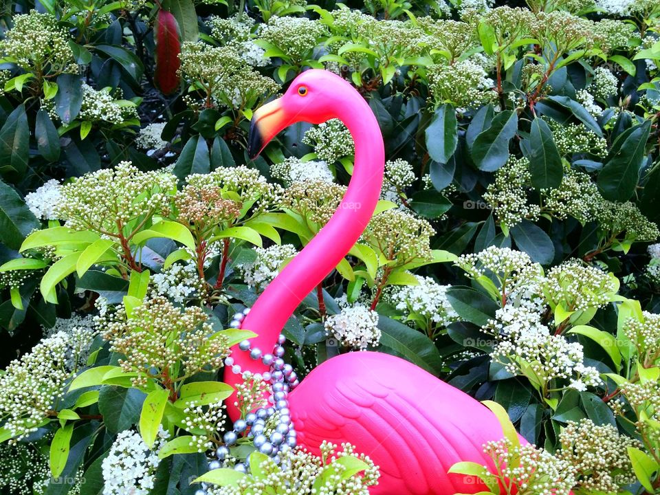 Plastic Pink Flamingo in a Flowering Red Tip Photinia