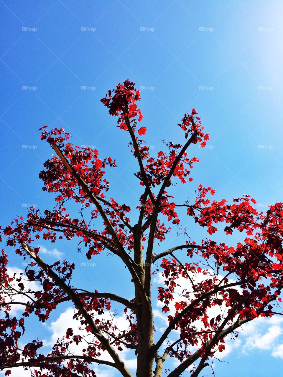 Red maple leaves . Red maple leaves on tree branches