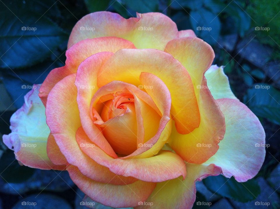 Yellow rose