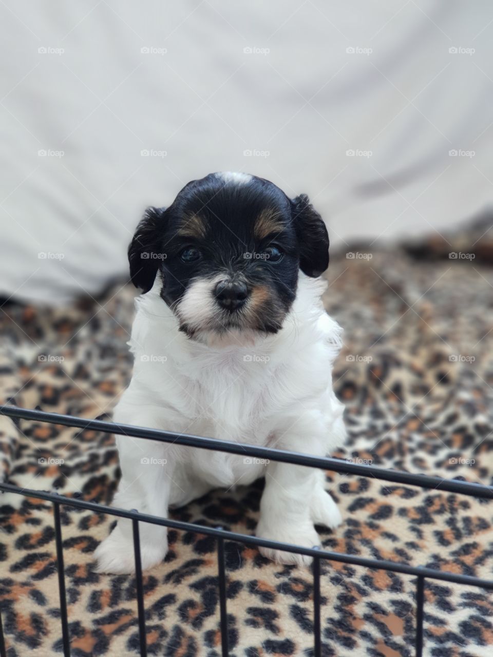 Little new pup in cage