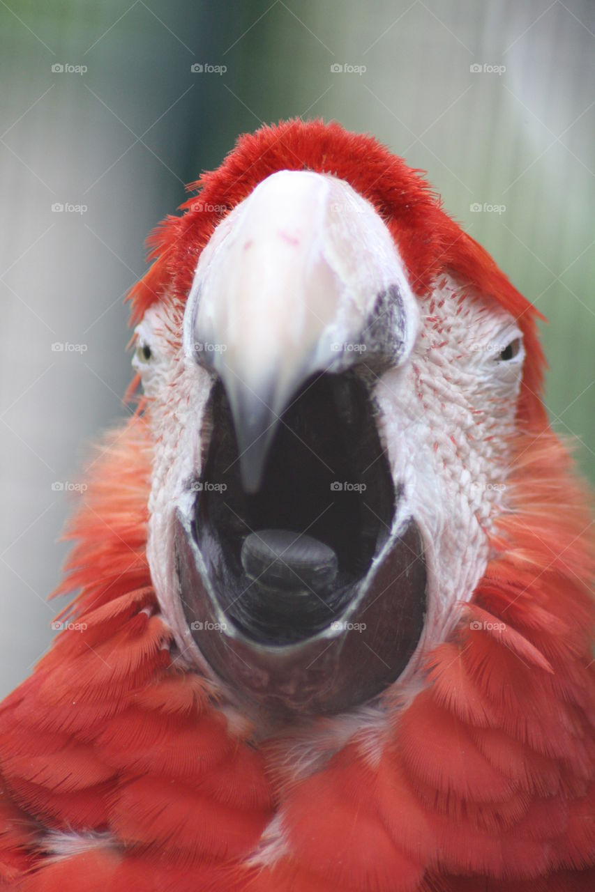 Yawning parrot