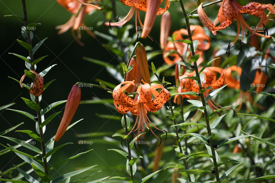 tiger lily