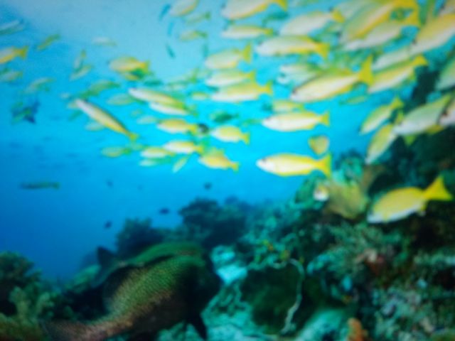 Underwater photos