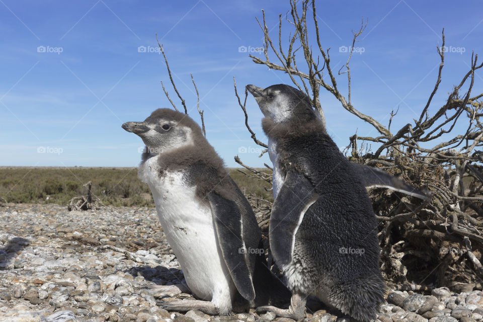 Pinguenera Faro Cabo Virgenes.