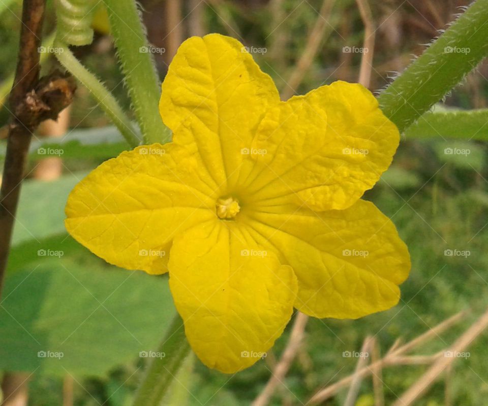 yellow colour flower in my garden blooming with joy