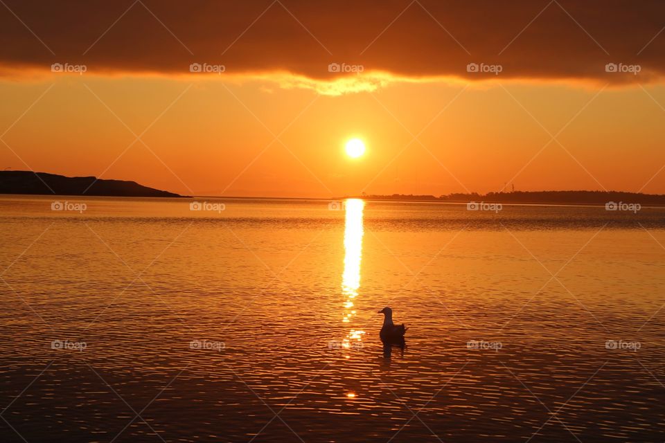 Curtains of big cloud are getting up as sun rises above the ocean while duck is enjoying  the light in early morning 