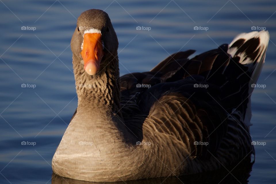 Close-up of goose on water