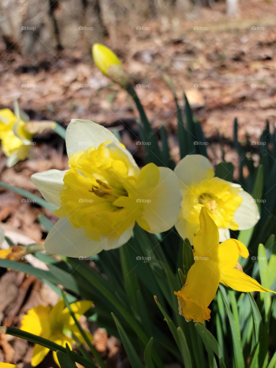 Spring flowers