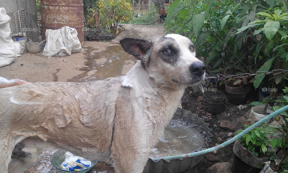 dog bath