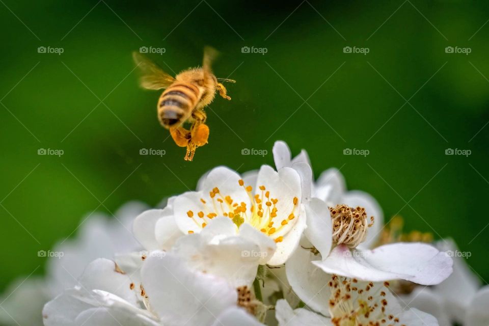 A western honeybee is scoping out the fresh white blooms. 