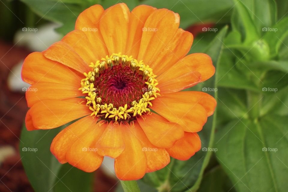 Overhead view of daisy flower