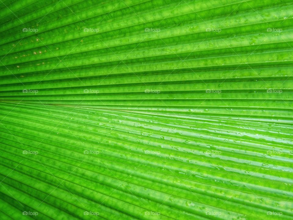 Leaf texture