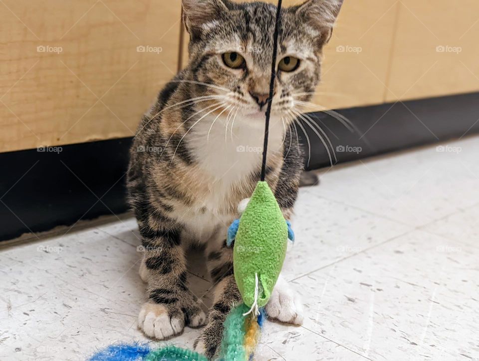 Every day is Caturday