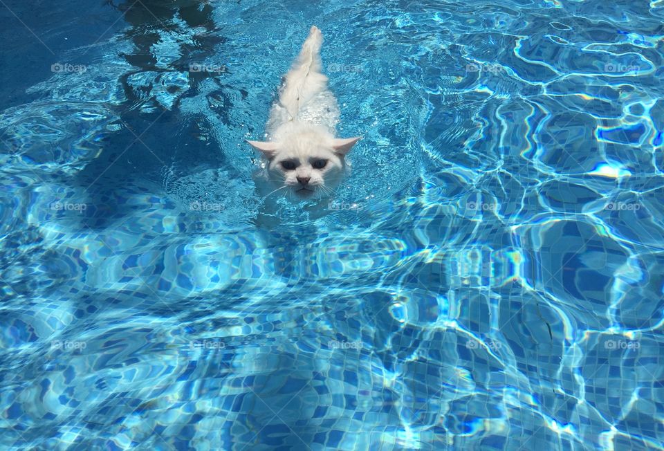 Kitty swimming