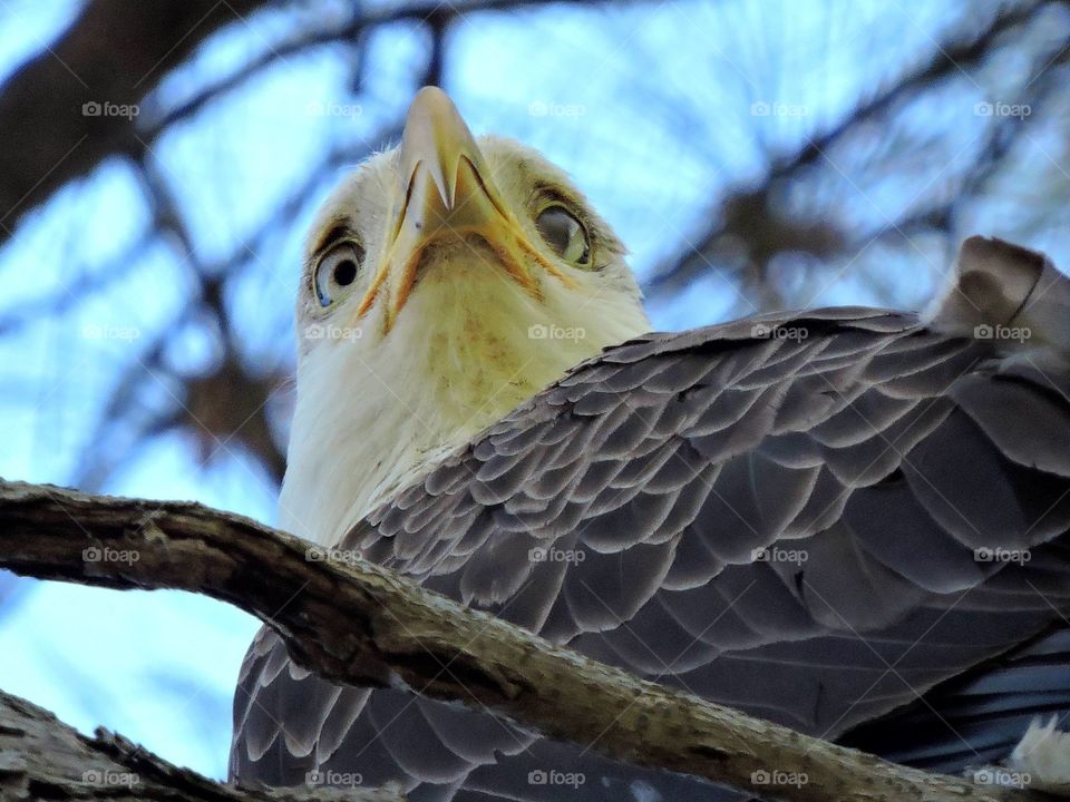 Under the beak of the eagle