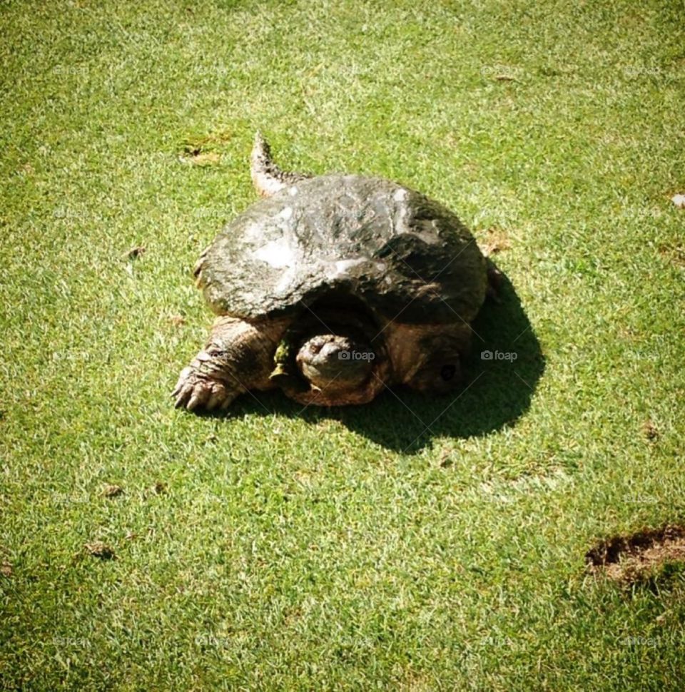 Canada, Ontario, Snapping Turtle