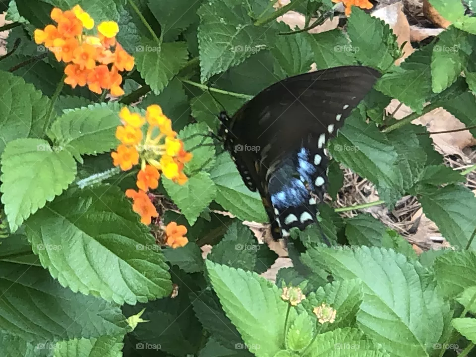 Louisiana Butterfly 