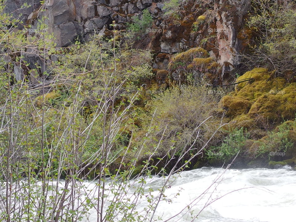 The roaring waters of the Deschutes River at Dillon Falls in the forest with spring runoff rushing through its rock canyon covered in hardened lava rock, moss, bushes, and ponderosa pine trees. 