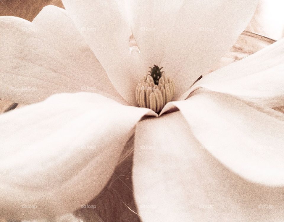 Magnolia bloom