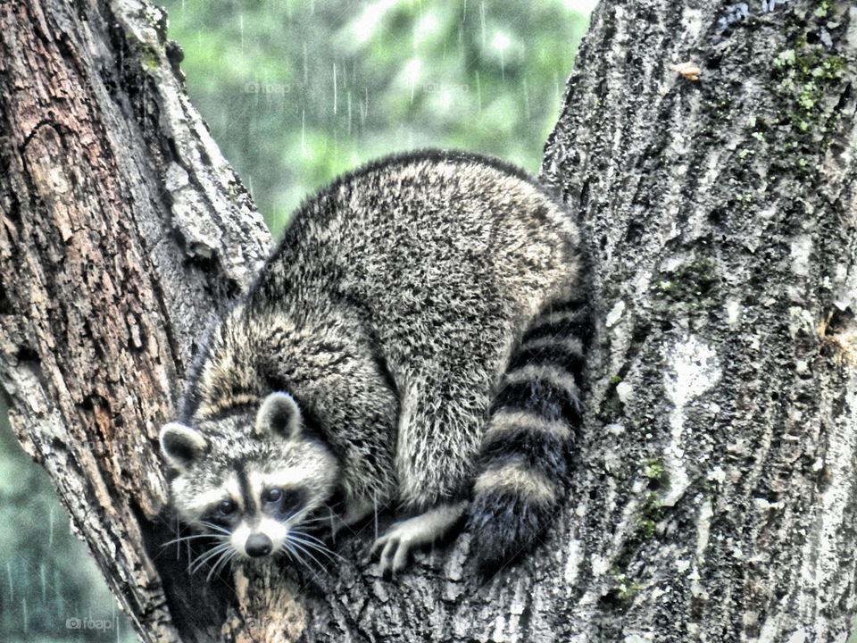 raccoon