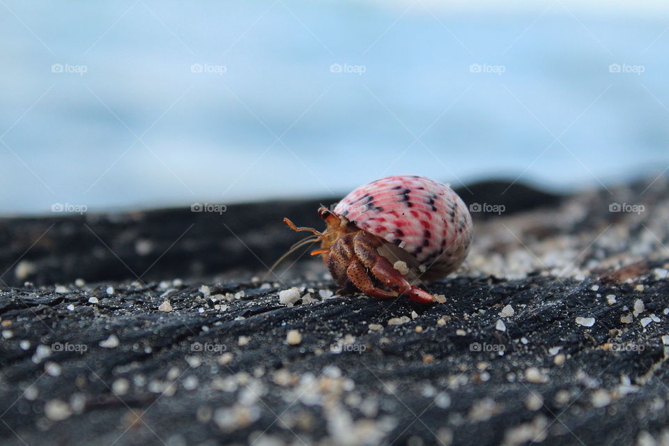 Picture of a cute little pink hermit crab walking all alone near the seashore.