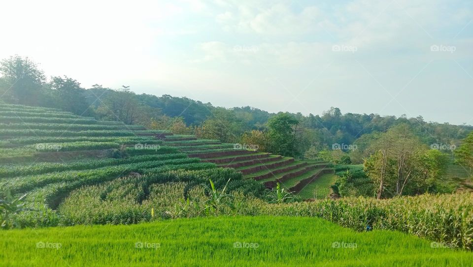 The atmosphere of the rice fields in the countryside