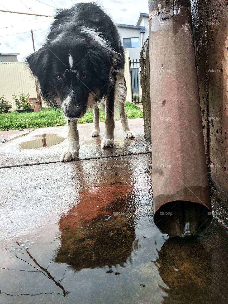 Border collie sheepdog curious about its reflection in a rainwater puddle 