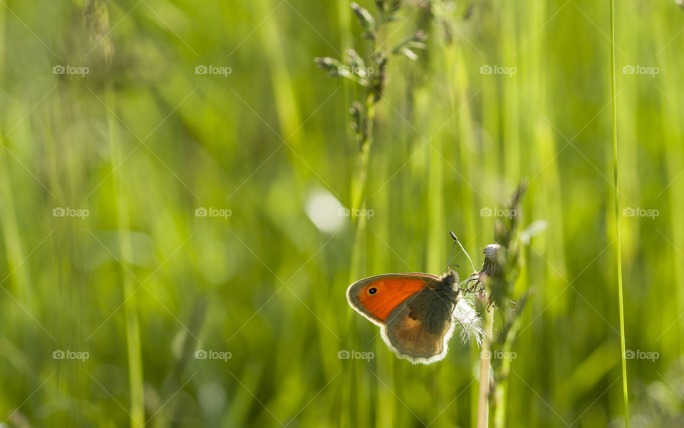 butterfly on a grass.  wonderful nature around us concept.