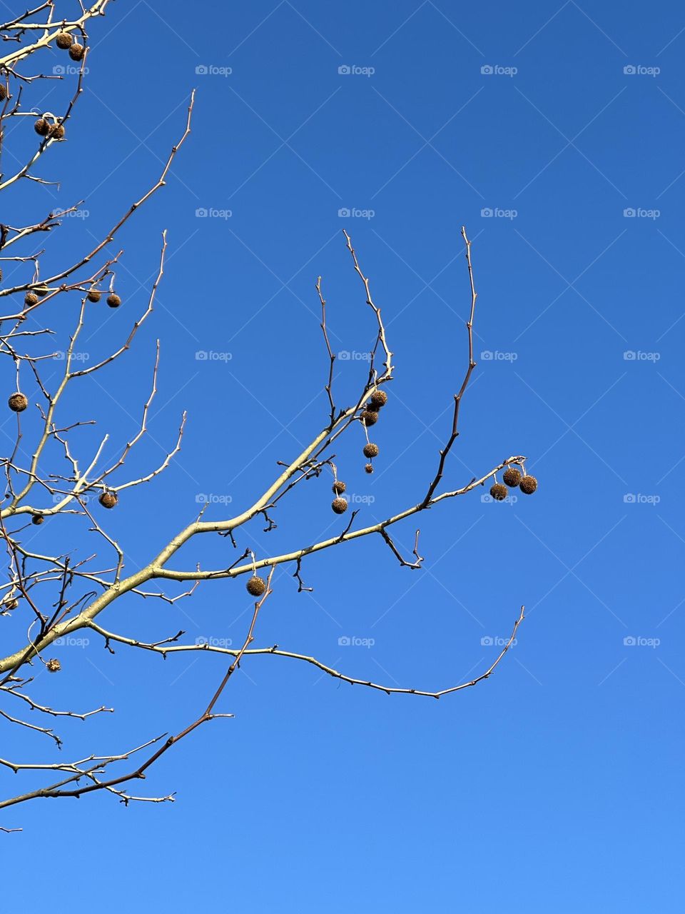 Platanus in the blue sky