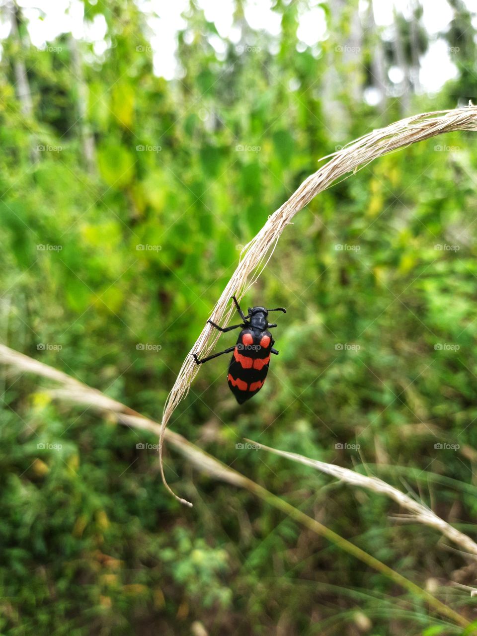 A small red beetle hanging from a small tree..